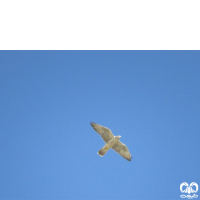 گونه بالابان Saker Falcon